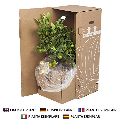 Árboles de Botanicly – 2 × Adelfa rosa – Altura: 40 cm – Nerium