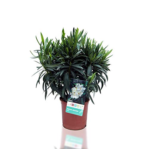 Árboles de Botanicly – 2 × Adelfa rosa – Altura: 40 cm – Nerium