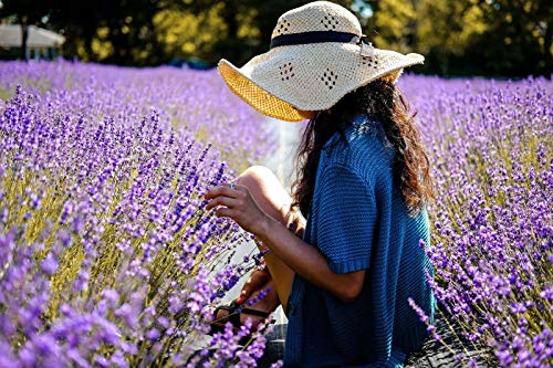 Bien-Etre - Eau de lavande naturelle 70°, lavande sauvage de haute provence - Le flacon de 250ml - (pour la quantité plus que 1 nous vous remboursons le port supplémentaire)