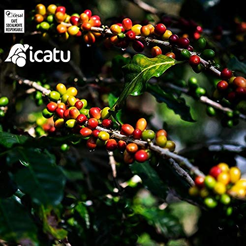 CAFES GUILIS DESDE 1928 AMANTES DEL CAFÉ - Café Origen de Brasil en Grano Arábica Tueste Natural Finca Icatu Minas Gerais 2 kg