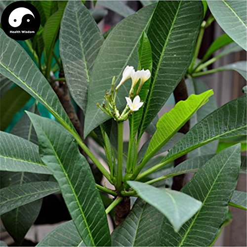 Comprar semillas Plumeria Rubra árbol 60pcs Planta yema de la flor para la flor del huevo