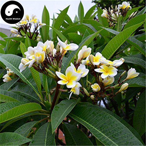 Comprar semillas Plumeria Rubra árbol 60pcs Planta yema de la flor para la flor del huevo