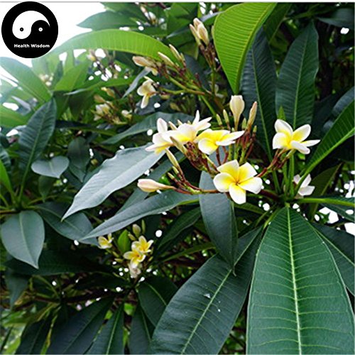 Comprar semillas Plumeria Rubra árbol 60pcs Planta yema de la flor para la flor del huevo