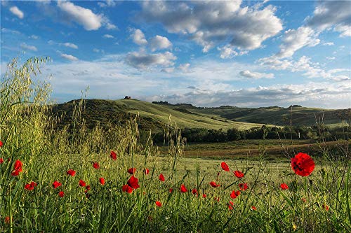 FAWFAW Puzles Adulto 1000 Piezas, Campo De Amapolas En Una Zona Montañosa