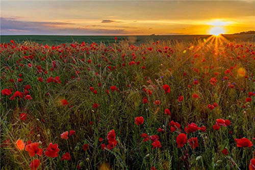 FAWFAW Puzles Adulto De 300 Piezas, Amapolas Florecientes Al Amanecer