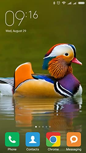 Mandarin duck Wallpapers