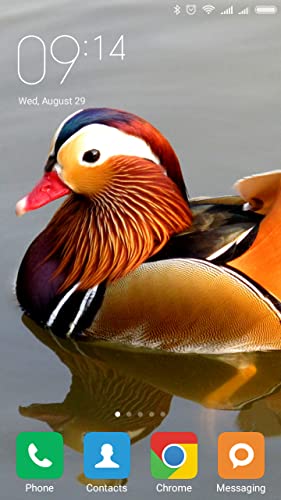 Mandarin duck Wallpapers