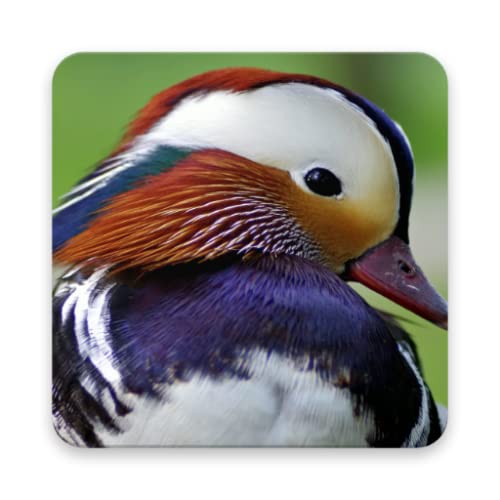 Mandarin duck Wallpapers