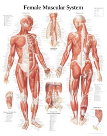 Muscular System Female Chart: Wall Chart