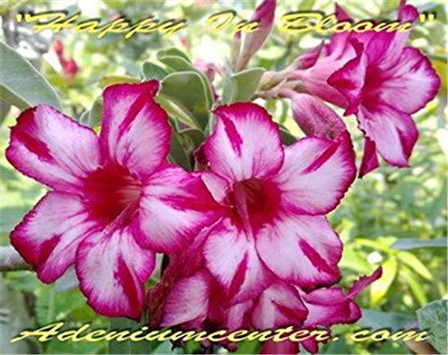 PLAT FIRM SEMILLAS DE GERMINACION: Adenium Obesum Desert Rose"HAPPY IN BLOOM" 20 semillas FRESH NEW RARE