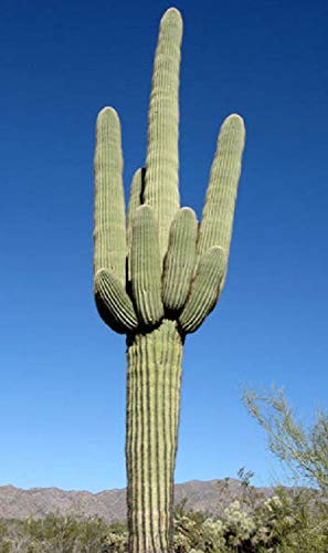 Portal Cool Cactus Saguaro gigante Carnegiea 30 Semillas Semillas