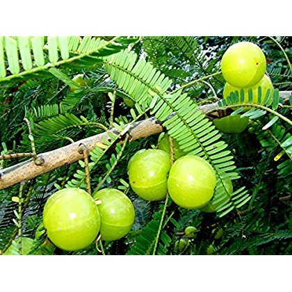 RWS 10 semillas de Phyllanthus emblica, árboles Amla, grosella espinosa india, la medicina tradicional china