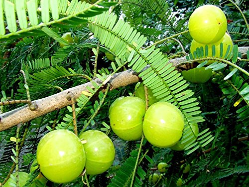 RWS 10 semillas de Phyllanthus emblica, árboles Amla, grosella espinosa india, la medicina tradicional china