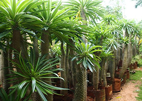 SAFLAX - Palma de Madagascar - 10 semillas - Con sustrato estéril para cultivo - Pachypodium lamerei