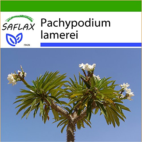 SAFLAX - Palma de Madagascar - 10 semillas - Con sustrato estéril para cultivo - Pachypodium lamerei