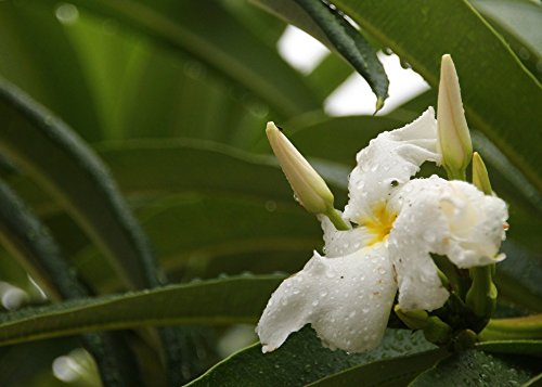 SAFLAX - Palma de Madagascar - 10 semillas - Con sustrato estéril para cultivo - Pachypodium lamerei