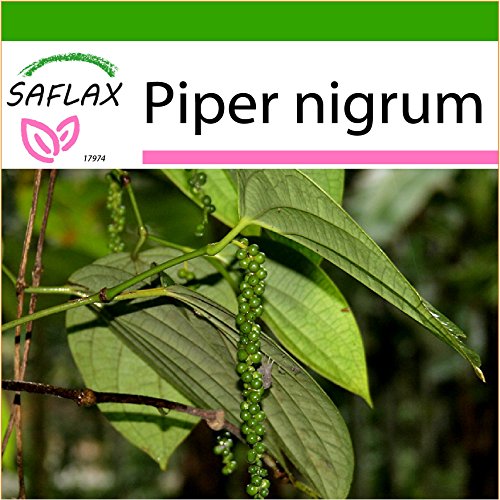 SAFLAX - Pimienta - 20 semillas - Con sustrato estéril para cultivo - Piper nigrum