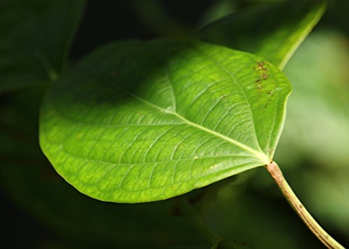 SAFLAX - Pimienta - 20 semillas - Con sustrato estéril para cultivo - Piper nigrum