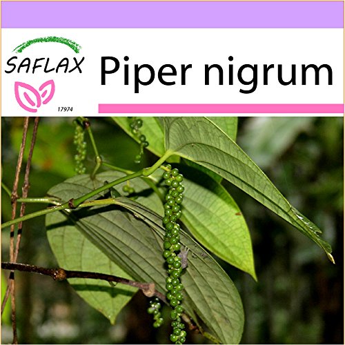 SAFLAX - Pimienta - 20 semillas - Piper nigrum