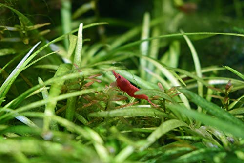 Seachem Purigen para Agua Dulce