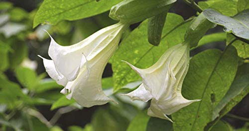 semillas de flores de Datura semillas de la planta tropical de la flor aromáticos semilla bonsai de interior Ángeles Blancos trompeta para el hogar jardín-50seeds / bag 5