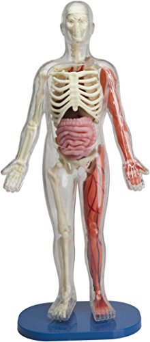 Squishy Human Body (SmartLAB)