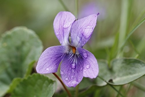 Sweet Violet, Violet English seeds - Viola odorata