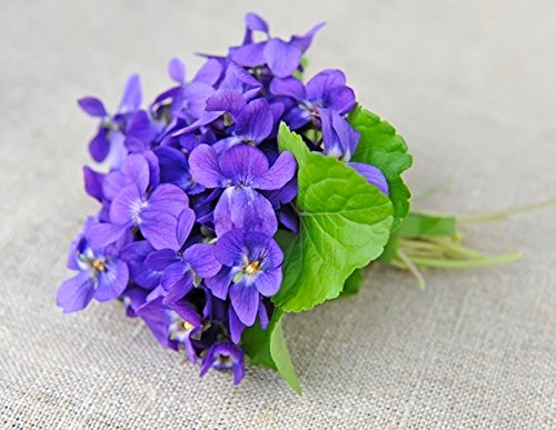 Sweet Violet, Violet English seeds - Viola odorata