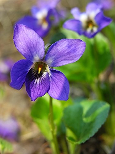 Sweet Violet, Violet English seeds - Viola odorata