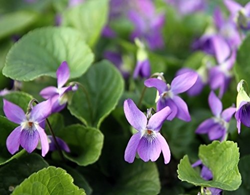 Sweet Violet, Violet English seeds - Viola odorata