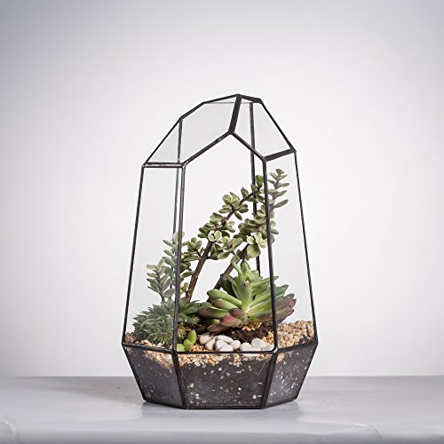 Terrario de forma geométrica de prisma, de cristal, irregular, 25 cm de altura, de sobremesa, para plantas suculentas, helechos y musgo