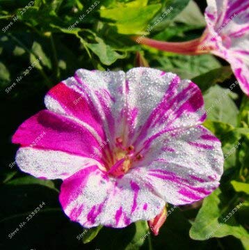 6: 50 Unids/bolsa Semillas de jazmín Jasminum Sambac Multicolor Jazmín Bonsai Árbol Plantas en macetas Plantación Temporadas Plantas con flores