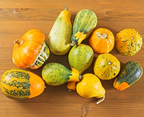 Calabaza ornamental mezclada semillas - Cucurbita pepo