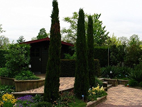 Ciprés italiano columnar estrecho, Cupressus sempervirens stricta, 100 semillas de árboles