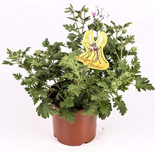 Citronella - PACK 2 unidades - Planta anti mosquitos - Maceta 15cm. - Pelargonium citrodorum/graveolens - planta aromática - planta viva - (envíos solo a península)