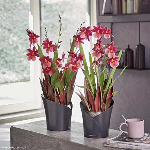 LECHUZA ORCHIDEA - Macetero de riego automático, pequeña Maceta para Interior sin Orificio de Drenaje con sustrato de Plantas, Resina de Poli D18 H19,5 cm, Color Blanco Mate