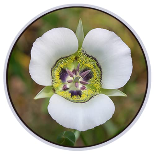 Mariposa lily Flower