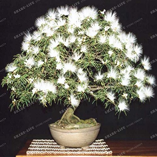 Perennes Semillas de flores (Albizia Albizia julibrissin) Semillas Bonsai árbol de flores ornamentales árbol y centro de 20Pcs / bolsa 2