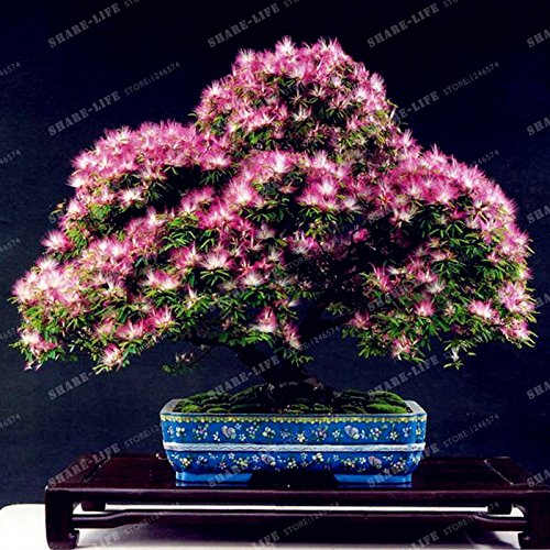 Perennes Semillas de flores (Albizia Albizia julibrissin) Semillas Bonsai árbol de flores ornamentales árbol y centro de 20Pcs / bolsa 2