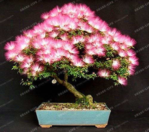 Perennes Semillas de flores (Albizia Albizia julibrissin) Semillas Bonsai árbol de flores ornamentales árbol y centro de 20Pcs / bolsa 2