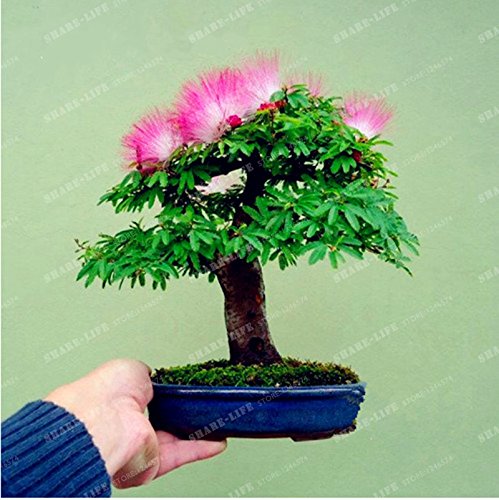 Perennes Semillas de flores (Albizia Albizia julibrissin) Semillas Bonsai árbol de flores ornamentales árbol y centro de 20Pcs / Bolsa