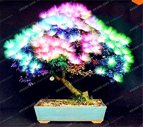 Perennes Semillas de flores (Albizia Albizia julibrissin) Semillas Bonsai árbol de flores ornamentales árbol y centro de 20Pcs / Bolsa