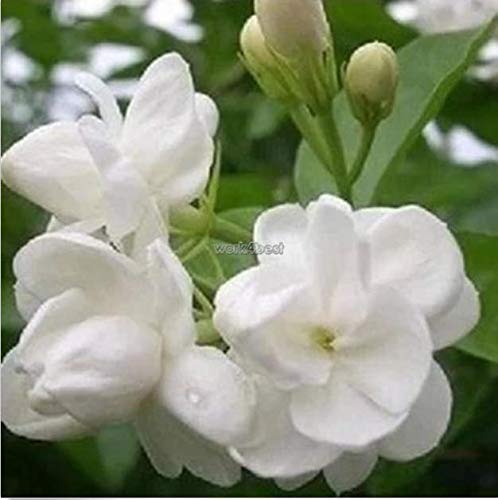 Portal Cool 20pcs jazmÃ­n Semillas Semillas Bonsai perenne de flores Jasminum Sambac Semillas WST