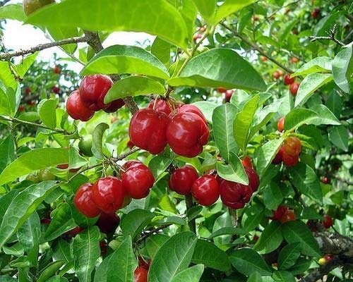 Portal Cool Las semillas de la fruta Pitanga Surinam brasileÃ±a Cherry - super fresca X 25 Semillas + prima!