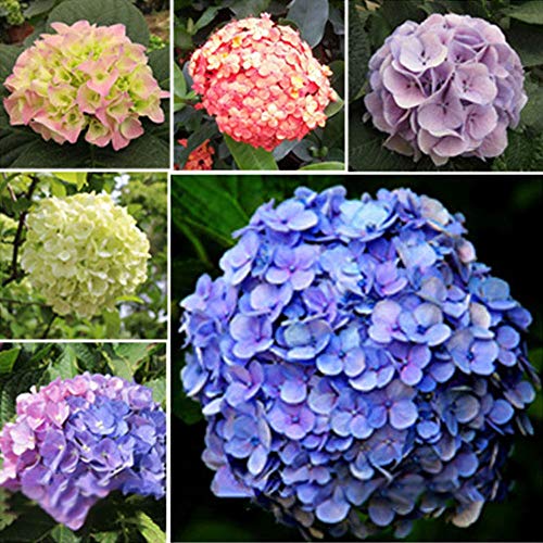 Rosepoem Hermosas semillas de hortensias La siembra es simple Flores románticas para el hogar y plantación de jardín Planta de flores Semillas raras 20 piezas