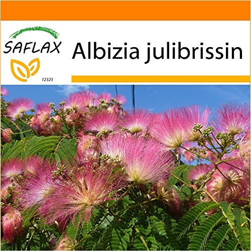 SAFLAX - Garden in the Bag - Acacia de Constantinopla - 50 semillas - Con sustrato de cultivo en un sacchetto rigido fácil de manejar. - Albizia julibrissin