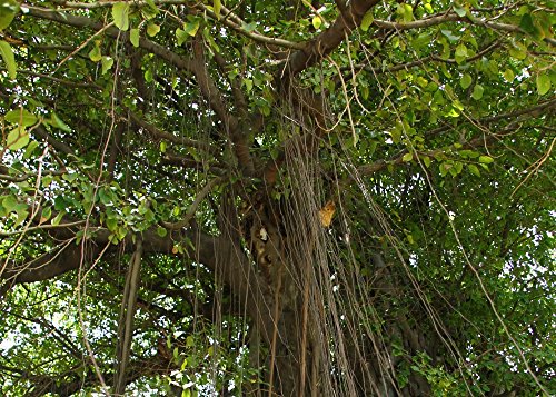 SAFLAX - Higuera de Bengala - 20 semillas - Con sustrato estéril para cultivo - Ficus benghalensis