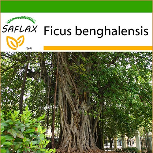 SAFLAX - Higuera de Bengala - 20 semillas - Con sustrato estéril para cultivo - Ficus benghalensis