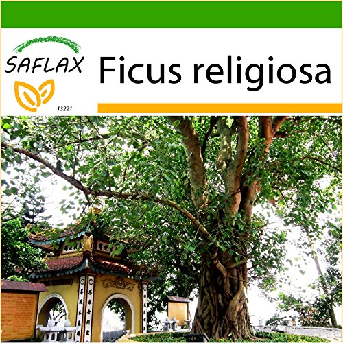 SAFLAX - Higuera sagrada - 100 semillas - Con sustrato estéril para cultivo - Ficus religiosa