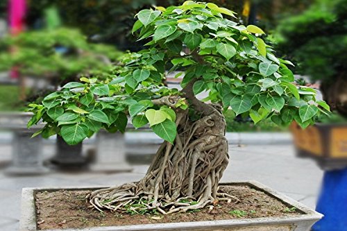 SAFLAX - Higuera sagrada - 100 semillas - Con sustrato estéril para cultivo - Ficus religiosa